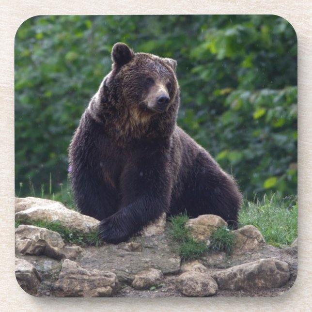 Brown bear coaster (Front)