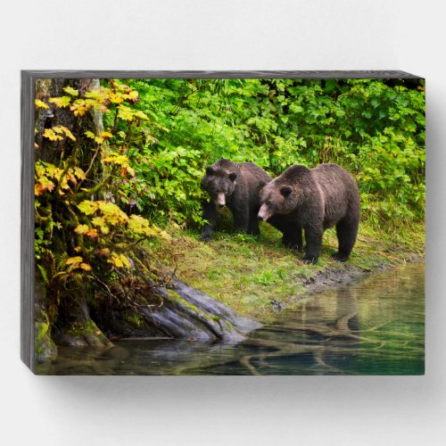 Brown Bear  Cub  Hyder Alaska Wooden Box Sign