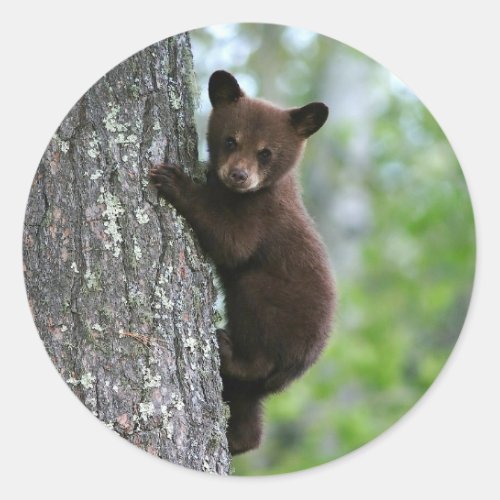 Brown Bear Cub Tree Photo Classic Round Sticker