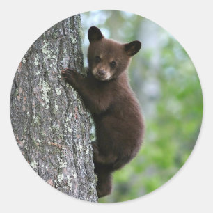 Brown Bear Cub Tree Photo Classic Round Sticker