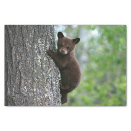 Brown Bear Cub Tree Photo Tissue Paper