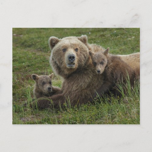 Brown Bear Cubs Cuddling with their Mother Postcard