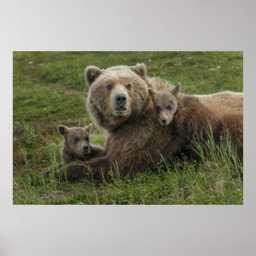 Brown Bear Cubs Cuddling with their Mother Poster