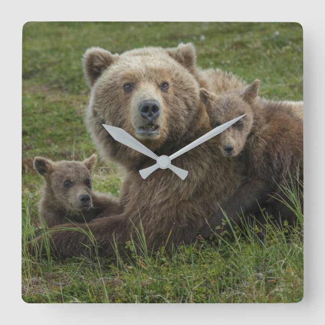 Brown Bear Cubs Cuddling with their Mother Square Wall Clock (Front)