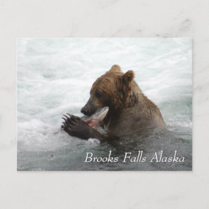 Brown bear eating salmon in Brooks Falls Alaska Postcard