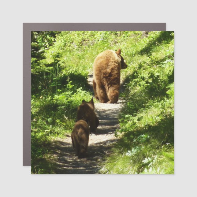 Brown Bear Family Car Magnet (Front)