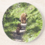 Brown Bear Family Coaster