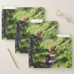 Brown Bear Family File Folder