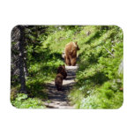 Brown Bear Family Magnet