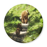 Brown Bear Family Magnet