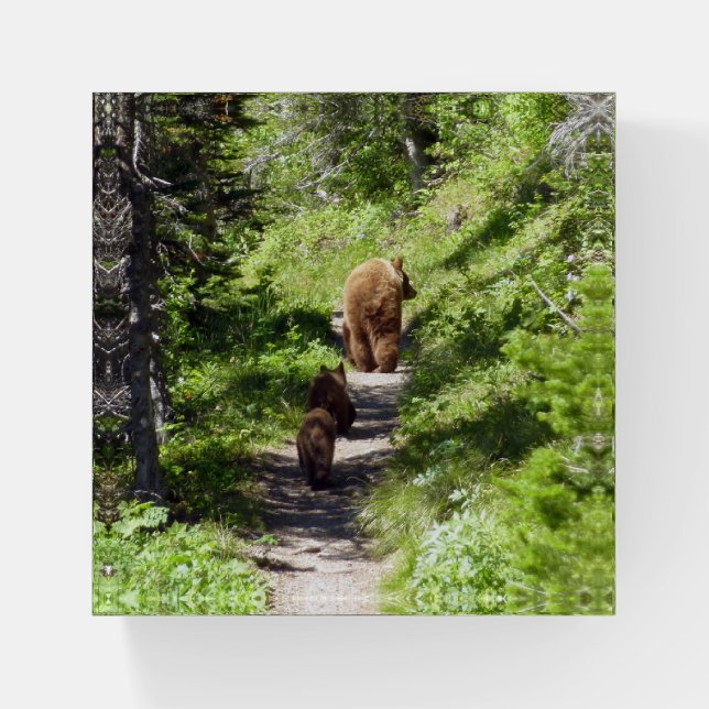 Brown Bear Family Paperweight (Front)