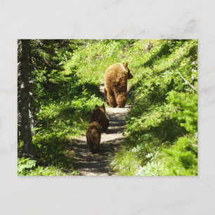 Brown Bear Family Postcard