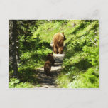 Brown Bear Family Postcard