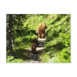 Brown Bear Family Postcard