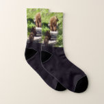 Brown Bear Family Socks