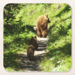 Brown Bear Family Square Paper Coaster