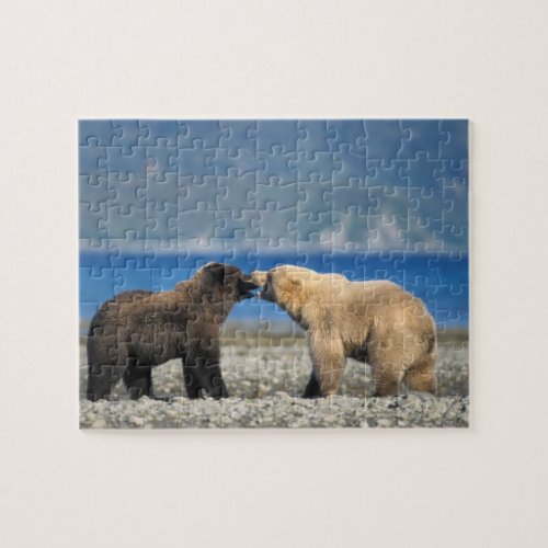Brown bear grizzly bear play on the beach jigsaw puzzle