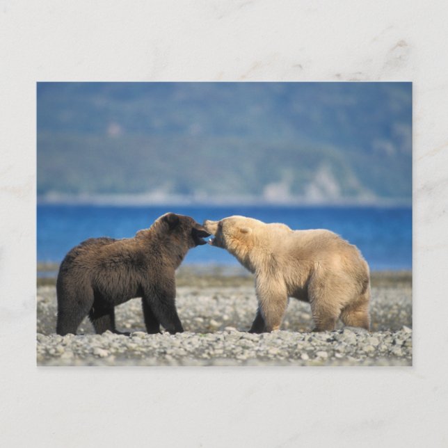 Brown bear, grizzly bear, play on the beach, postcard (Front)