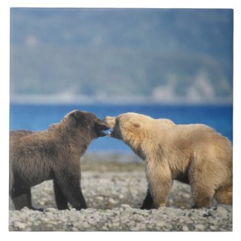 Brown Bear  Grizzly Bear  Play On The Beach  Tile by theworldofanimals at Zazzle
