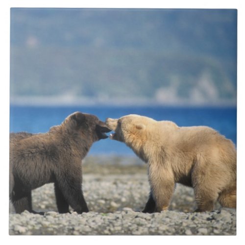 Brown bear grizzly bear play on the beach tile