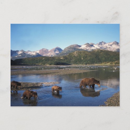 Brown bear grizzly bear sow and cubs in postcard