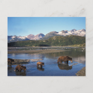 Brown bear, grizzly bear, sow and cubs in postcard