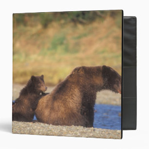 Brown bear, grizzly bear, sow with cubs, binder