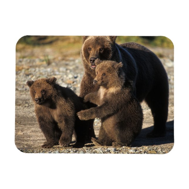 Brown bear, grizzly bear, sow with cubs on coast magnet (Horizontal)