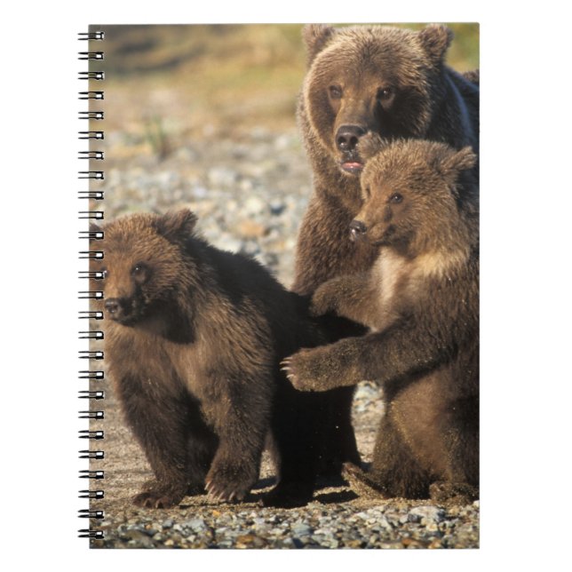 Brown bear, grizzly bear, sow with cubs on coast notebook (Front)