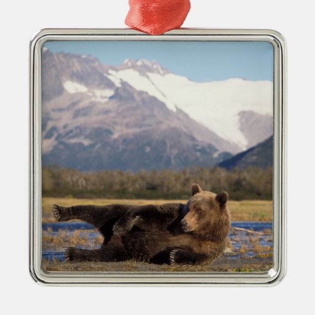 Brown bear, grizzly bear stretching on its back metal ornament (Front)