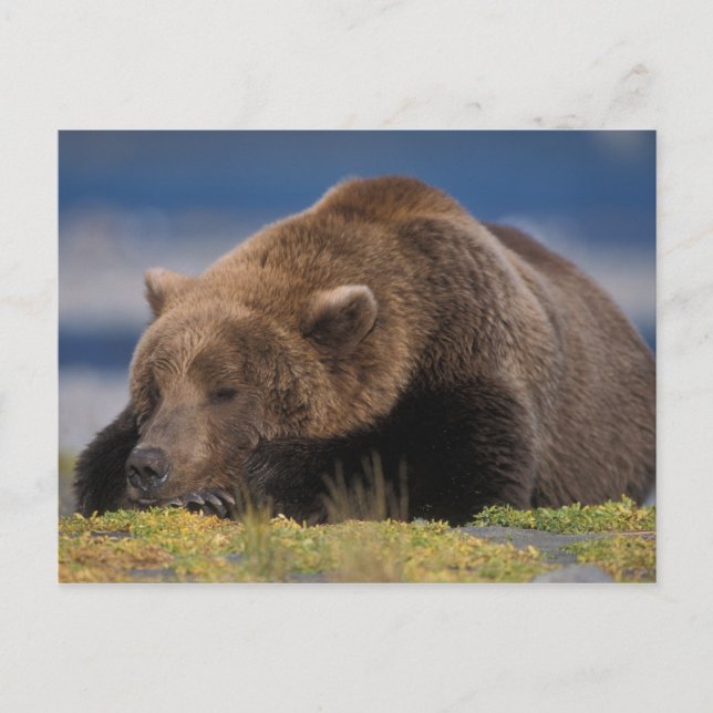 Brown bear, grizzly bear, taking a nap, Katmai Postcard (Front)