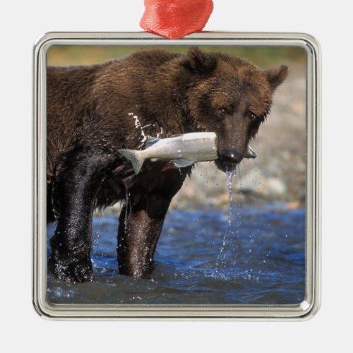 Brown bear grizzly bear with salmon catch metal ornament