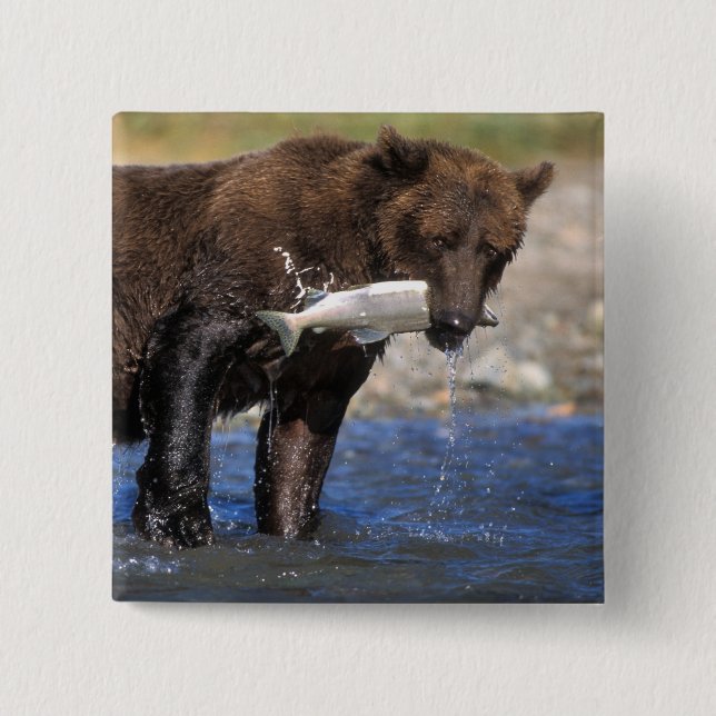 Brown bear, grizzly bear, with salmon catch, pinback button (Front)