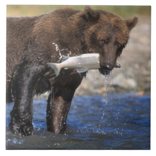 Brown bear, grizzly bear, with salmon catch, tile