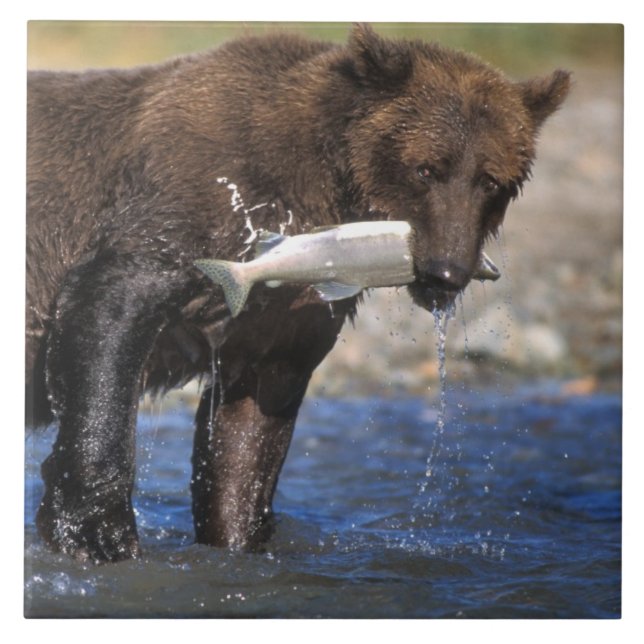 Brown bear, grizzly bear, with salmon catch, tile (Front)