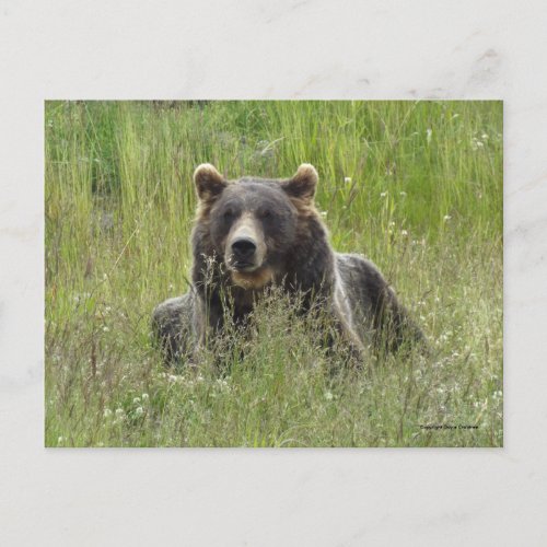 Brown bear in grass Alaska grizzly Postcard