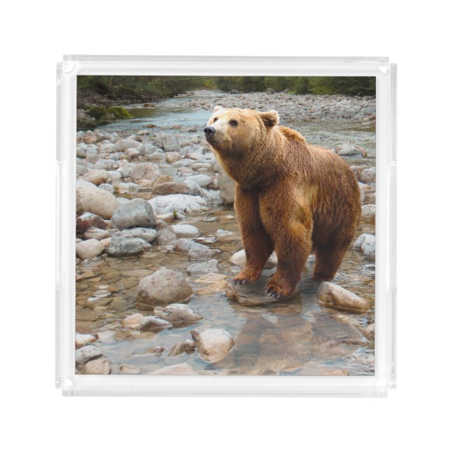 Brown Bear in Stream Acrylic Tray (Front)