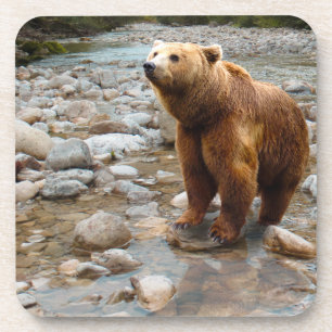 Brown Bear in Stream Beverage Coaster