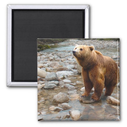 Brown Bear in Stream Magnet