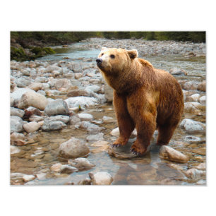 Brown Bear in Stream Photo Print
