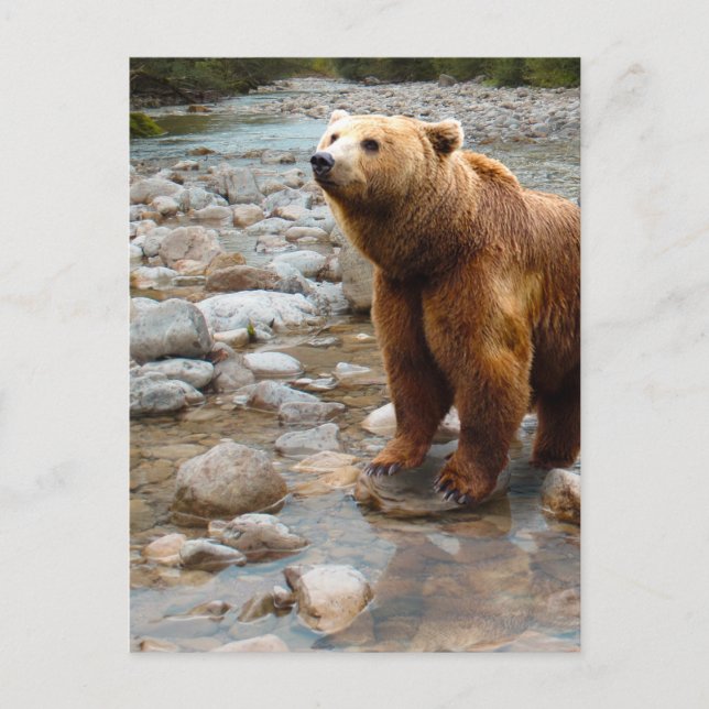 Brown Bear in Stream Postcard (Front)