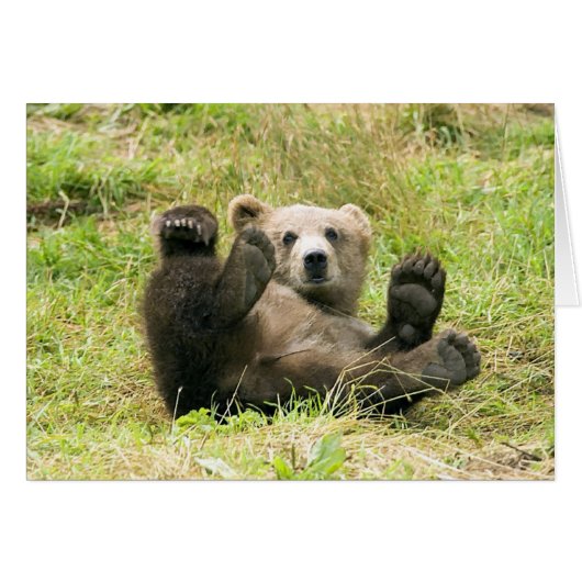 Brown_Bear_Kodiak_Cub Cards (Front Horizontal)