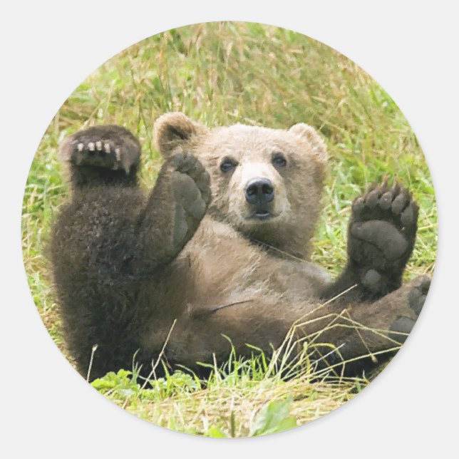 Brown Bear Kodiak Cub Gifts Classic Round Sticker (Front)