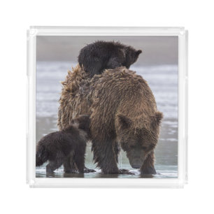 Brown Bear   Lake Clark National Park Acrylic Tray