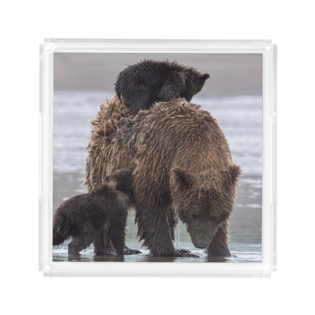 Brown Bear | Lake Clark National Park Acrylic Tray (Front)