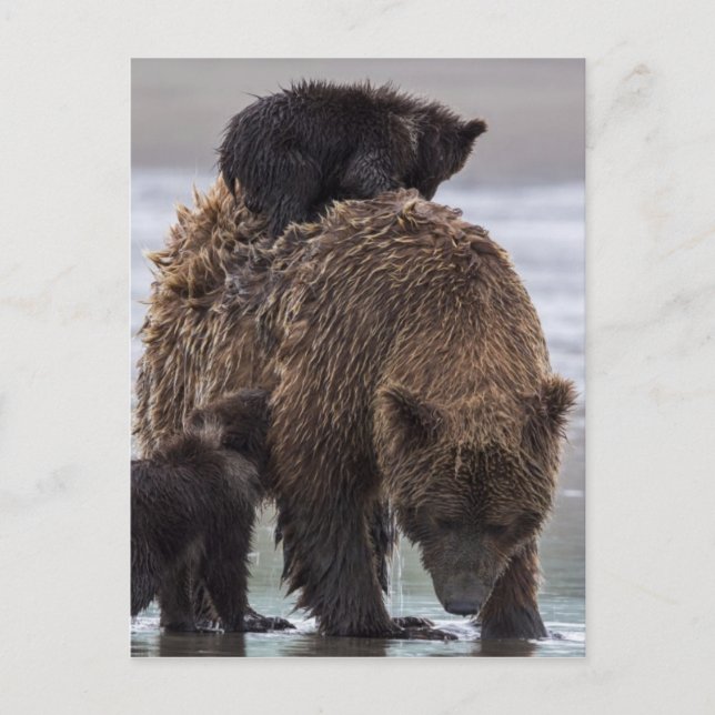 Brown Bear | Lake Clark National Park Postcard (Front)