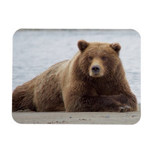 Brown Bear Magnet