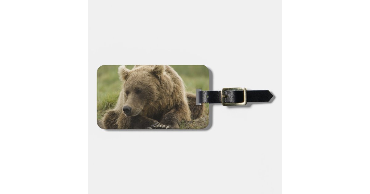 Brown bear, or Coastal Grizzly Bear, Ursus Luggage Tag Zazzle