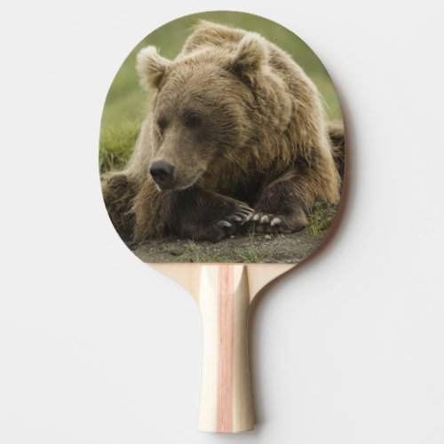 Brown bear or Coastal Grizzly Bear Ursus Ping_Pong Paddle