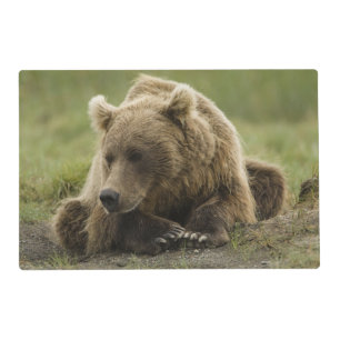 Brown bear, or Coastal Grizzly Bear, Ursus Placemat